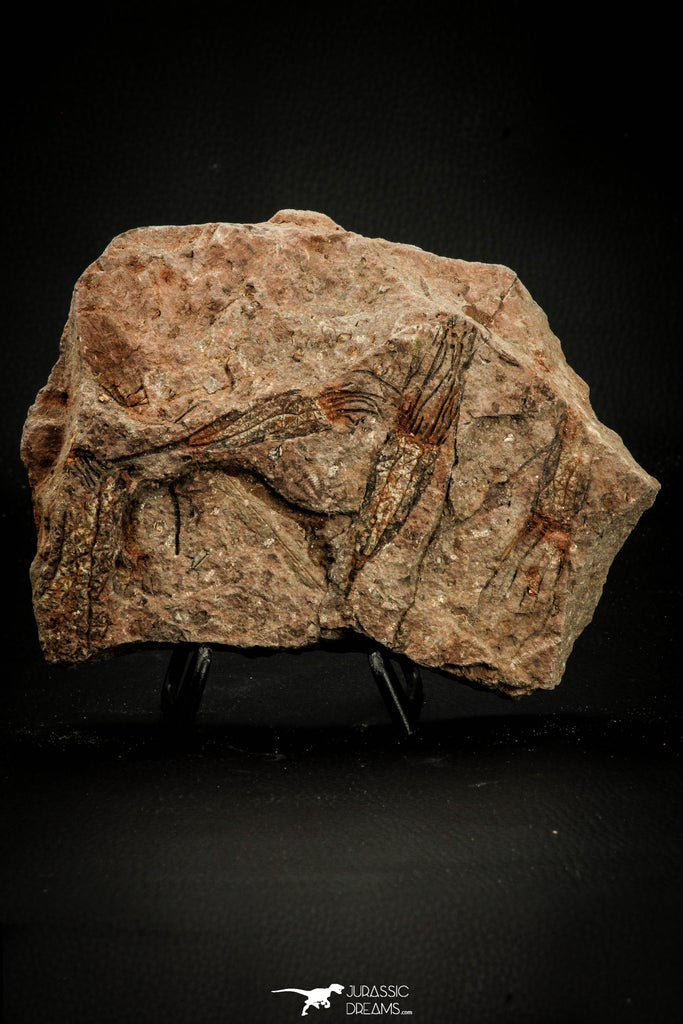 07800 - Wide 3.01 Inch Eocrinoid (Ascocystites) Plate - Lower Ordovician