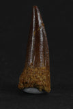 88004 - Beautiful 0.97 Inch Juvenile Spinosaurus Dinosaur Tooth