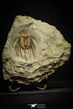 22008 - Top Rare Selenopeltis aff. gallica Lower Ordovician Trilobite Fezouata Fm
