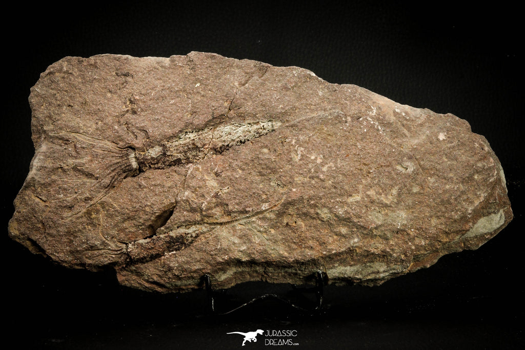 07801 - Wide 6.13 Inch Eocrinoid (Ascocystites) Plate - Lower Ordovician