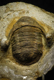 22009 - Top Rare 2.30 Inch Parabarrandia aff. crassa Middle Ordovician Trilobite