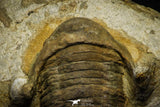 22009 - Top Rare 2.30 Inch Parabarrandia aff. crassa Middle Ordovician Trilobite