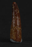88006 - Beautiful 0.85 Inch Juvenile Spinosaurus Dinosaur Tooth