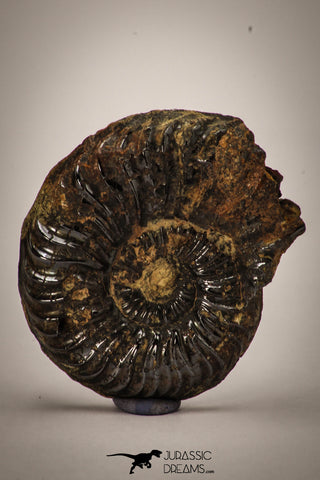22400 - Well Preserved Pyritized 1.47 Inch Pleuroceras Lower Jurassic Ammonites