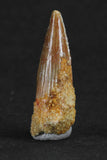 88007 - Beautiful 0.92 Inch Juvenile Spinosaurus Dinosaur Tooth