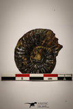 22400 - Well Preserved Pyritized 1.47 Inch Pleuroceras Lower Jurassic Ammonites