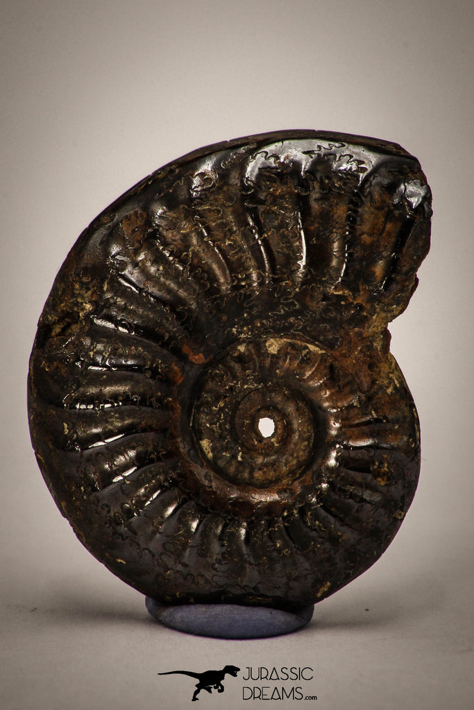 22401 - Well Preserved Pyritized 1.17 Inch Pleuroceras Lower Jurassic Ammonite