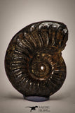 22401 - Well Preserved Pyritized 1.17 Inch Pleuroceras Lower Jurassic Ammonite