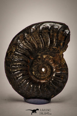 22401 - Well Preserved Pyritized 1.17 Inch Pleuroceras Lower Jurassic Ammonite