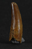88010 - Beautiful 1.05 Inch Juvenile Spinosaurus Dinosaur Tooth