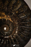 22401 - Well Preserved Pyritized 1.17 Inch Pleuroceras Lower Jurassic Ammonite