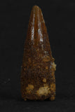 88011 - Beautiful 1.03 Inch Juvenile Spinosaurus Dinosaur Tooth