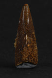 88011 - Beautiful 1.03 Inch Juvenile Spinosaurus Dinosaur Tooth