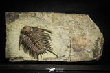 22011 - Top Rare 2.37 Inch Foulonia sp Lower Ordovician Trilobite Fezouata Formation