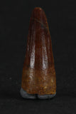 88012 - Beautiful 0.79 Inch Juvenile Spinosaurus Dinosaur Tooth