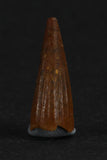 88013 - Beautiful 0.58 Inch Juvenile Spinosaurus Dinosaur Tooth