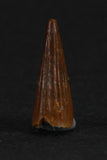 88013 - Beautiful 0.58 Inch Juvenile Spinosaurus Dinosaur Tooth