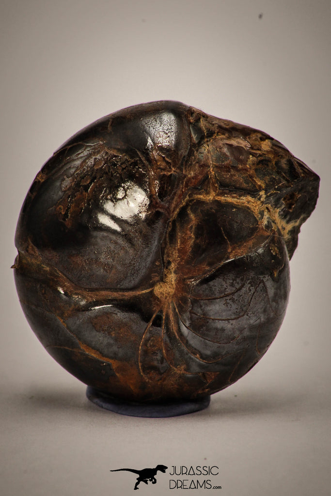 22404 - Beautiful Pyritized 1.19 Inch Goniatites Devonian Cephalopod