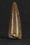 88015 - Beautiful 1.39 Inch Juvenile Spinosaurus Dinosaur Tooth
