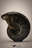 22405 - Beautiful Pyritized 1.25 Inch Unidentified Lower Cretaceous Ammonites
