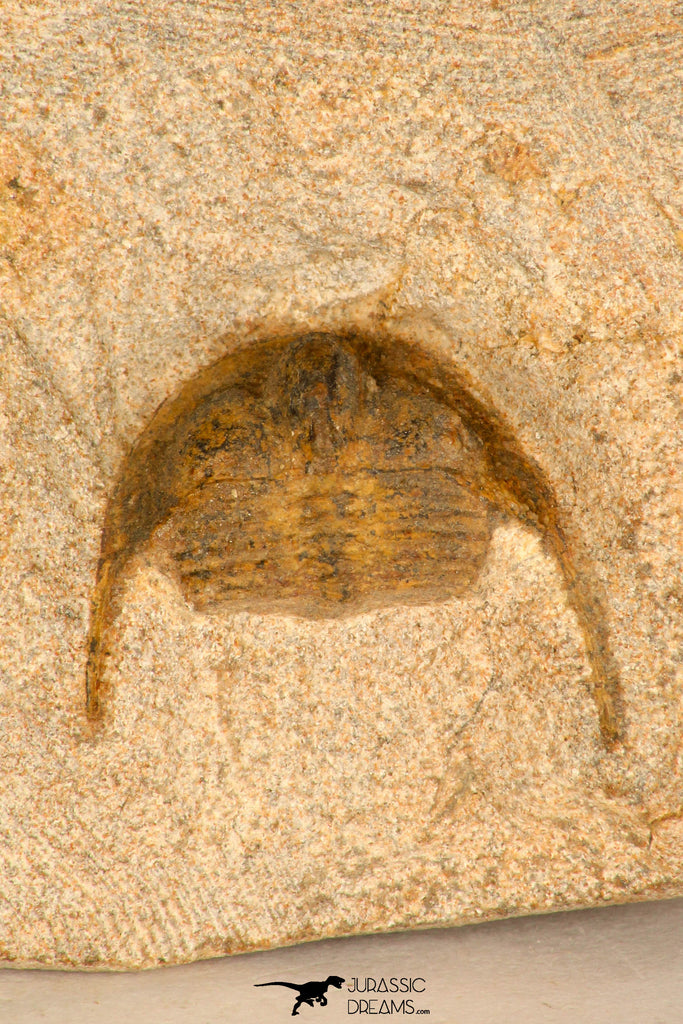 30695 - Beautiful 0.67 Inch Onnia sp Ordovician Trilobite