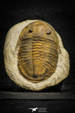 22014 - Orange 2.11 Inch Unidentified Asaphid Ordovician Trilobite Taouz outcrops