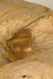30695 - Beautiful 0.67 Inch Onnia sp Ordovician Trilobite