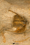 30695 - Beautiful 0.67 Inch Onnia sp Ordovician Trilobite