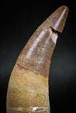 04927 - Finest Grade 2.60'' Dyrosaurus phosphaticus Huge Fully Rooted Tooth