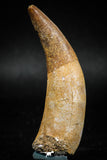 04927 - Finest Grade 2.60'' Dyrosaurus phosphaticus Huge Fully Rooted Tooth