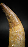 04927 - Finest Grade 2.60'' Dyrosaurus phosphaticus Huge Fully Rooted Tooth