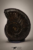 22409 - Well Preserved Pyritized 0.87 Inch Unidentified Lower Cretaceous Ammonites