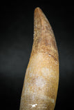 04927 - Finest Grade 2.60'' Dyrosaurus phosphaticus Huge Fully Rooted Tooth