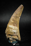 04928 - Top Huge 2.48'' Dyrosaurus phosphaticus Partially Rooted Tooth
