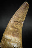 04928 - Top Huge 2.48'' Dyrosaurus phosphaticus Partially Rooted Tooth