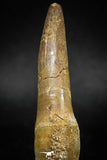 04928 - Top Huge 2.48'' Dyrosaurus phosphaticus Partially Rooted Tooth