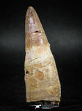 04929 - Rare Rooted 2.40'' Maroccosuchus zennaroi Huge Fully Rooted Tooth
