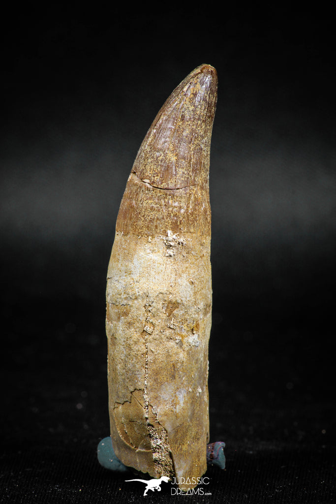 04929 - Rare Rooted 2.40'' Maroccosuchus zennaroi Huge Fully Rooted Tooth