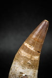 04930 - Top Huge 2.22'' Dyrosaurus phosphaticus Partially Rooted Tooth