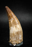 04930 - Top Huge 2.22'' Dyrosaurus phosphaticus Partially Rooted Tooth