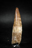 04930 - Top Huge 2.22'' Dyrosaurus phosphaticus Partially Rooted Tooth