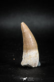 04931 - Nicely Preserved 1.60'' Dyrosaurus phosphaticus Partially Rooted Tooth