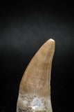04931 - Nicely Preserved 1.60'' Dyrosaurus phosphaticus Partially Rooted Tooth