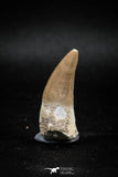 04931 - Nicely Preserved 1.60'' Dyrosaurus phosphaticus Partially Rooted Tooth