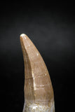 04931 - Nicely Preserved 1.60'' Dyrosaurus phosphaticus Partially Rooted Tooth