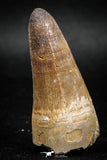 04932 - Top Huge 2.12 Inch Maroccosuchus zennaroi Crocodile Tooth