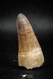 04932 - Top Huge 2.12 Inch Maroccosuchus zennaroi Crocodile Tooth