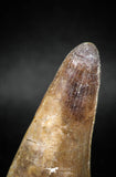 04932 - Top Huge 2.12 Inch Maroccosuchus zennaroi Crocodile Tooth