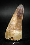 04932 - Top Huge 2.12 Inch Maroccosuchus zennaroi Crocodile Tooth