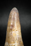 04932 - Top Huge 2.12 Inch Maroccosuchus zennaroi Crocodile Tooth